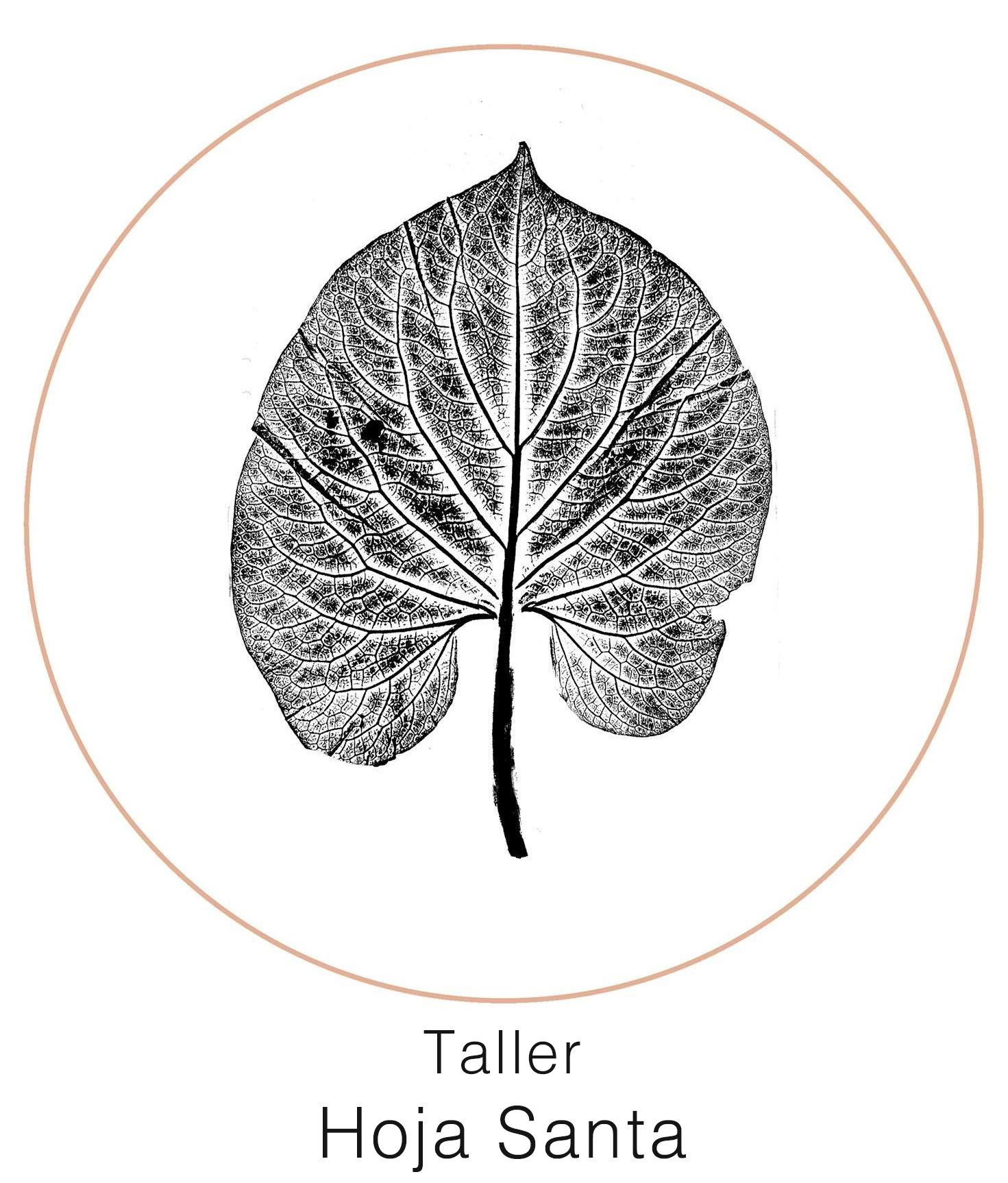 Hoja Santa