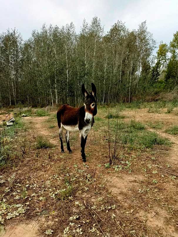 Andreu-Subirats-reduit